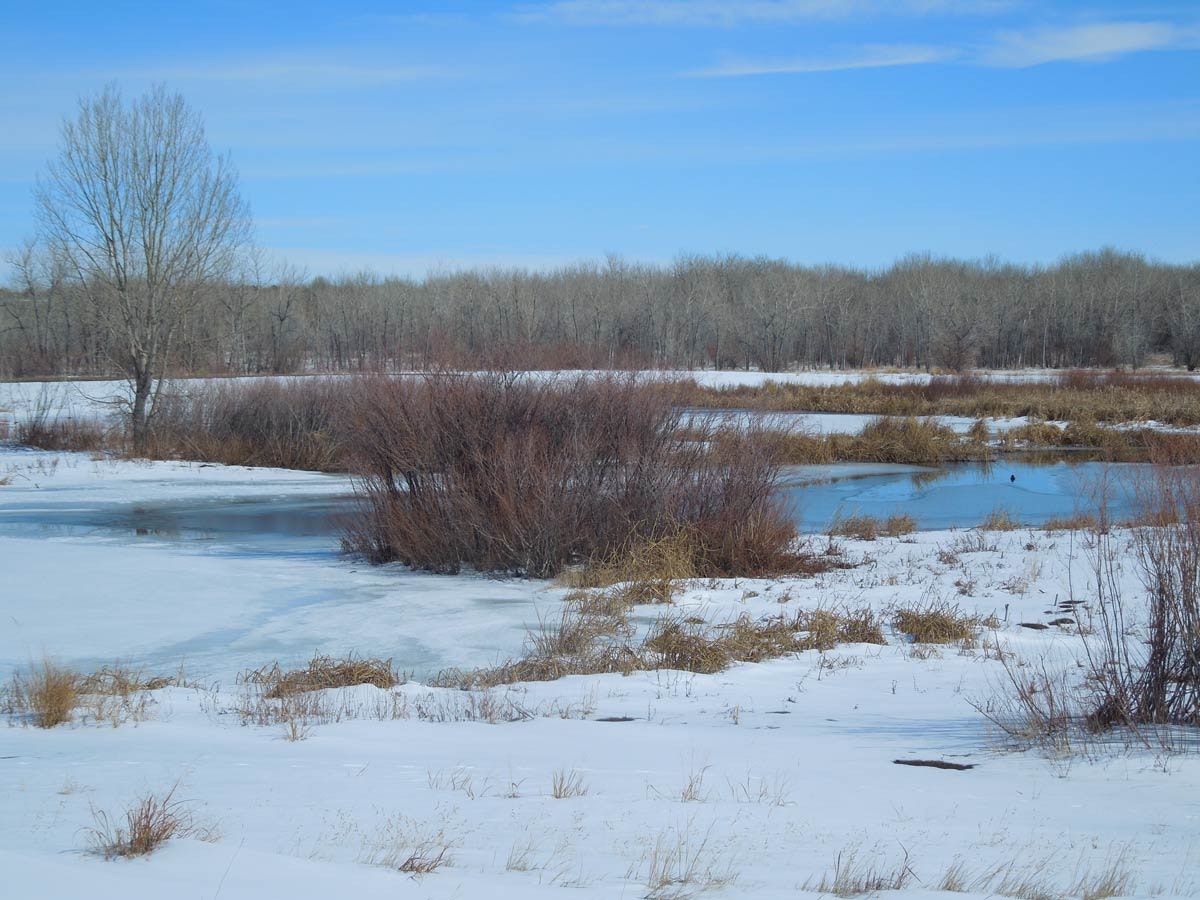 May contain: land, nature, outdoors, swamp, water, scenery, vegetation, plant, and pond