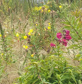 A lush garden scene with various colorful flowers, greenery, and decorative stones.
