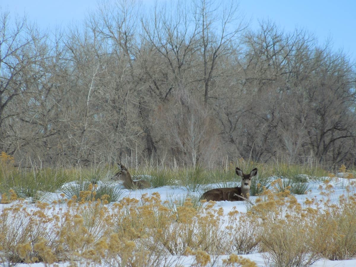 May contain: deer, wildlife, mammal, animal, vegetation, plant, elk, and kangaroo