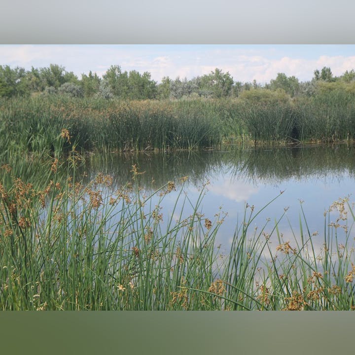May contain: land, nature, outdoors, pond, water, vegetation, plant, swamp, and reed
