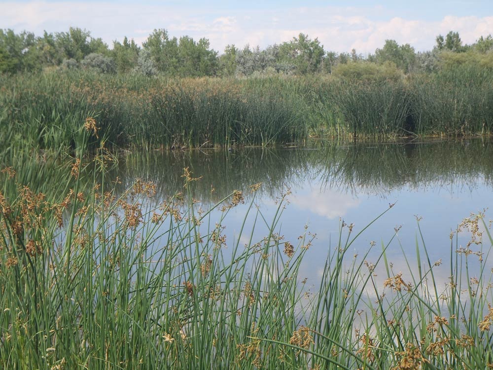 May contain: land, nature, outdoors, pond, water, vegetation, plant, swamp, and reed