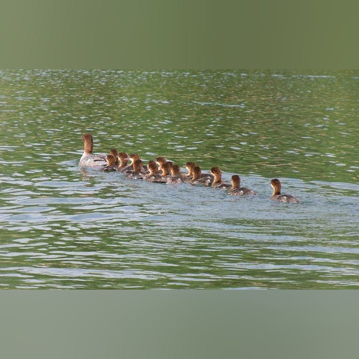 May contain: swimming, water sports, water, sport, person, leisure activities, duck, bird, animal, anseriformes, waterfowl, and goose