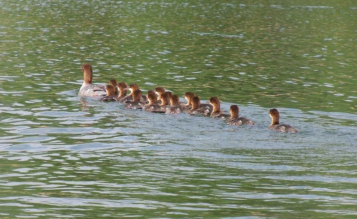 May contain: swimming, water sports, water, sport, person, leisure activities, duck, bird, animal, anseriformes, waterfowl, and goose