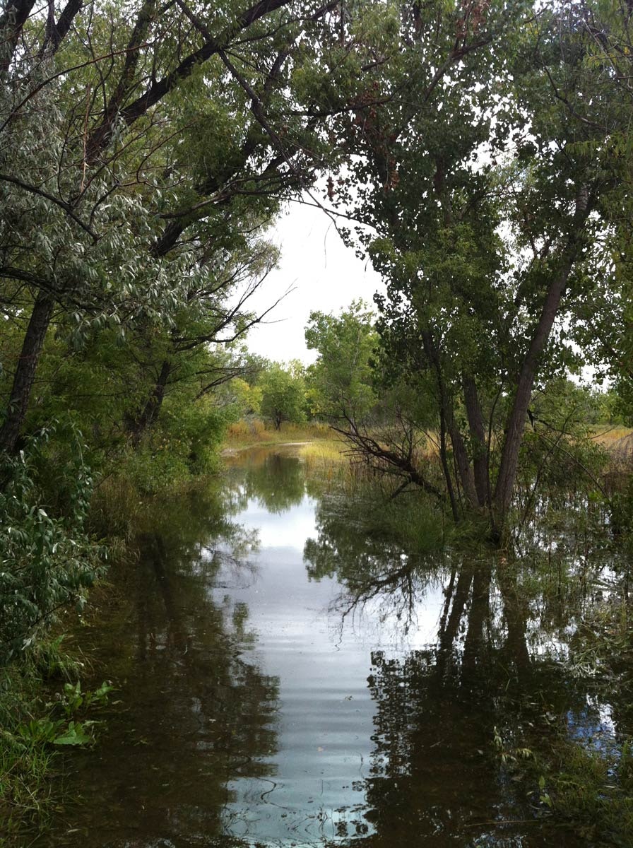 May contain: land, outdoors, nature, grove, vegetation, woodland, tree, plant, jungle, pond, water, landscape, swamp, scenery, rainforest, wilderness, canal, and green