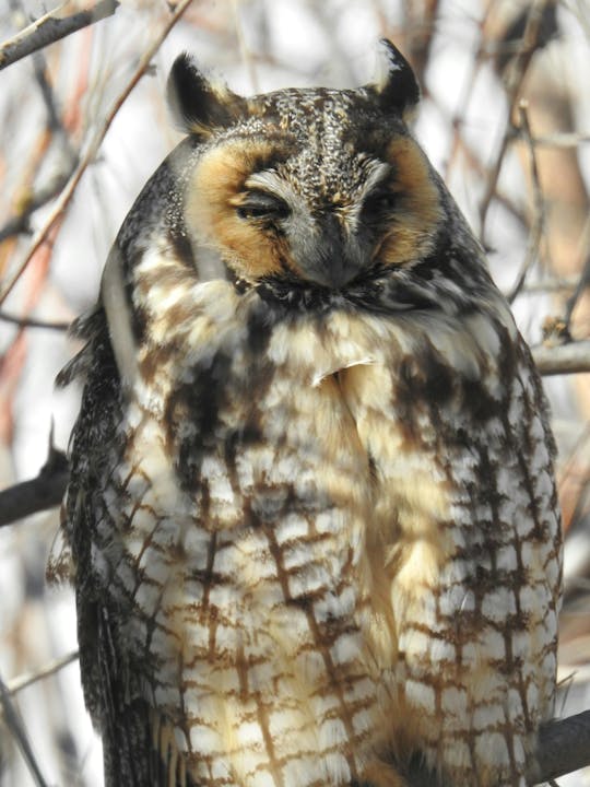 A long-eared owl perched on a branch, with closed eyes amidst a blurred natural background.