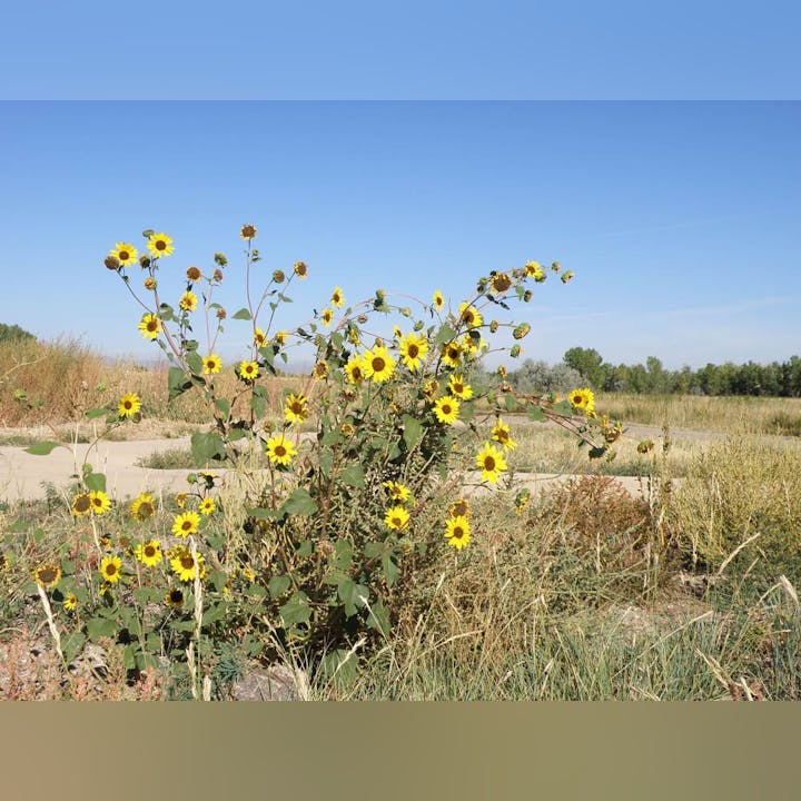 May contain: vegetation, plant, daisy, flower, landscape, outdoors, nature, grass, scenery, anemone, field, and grassland
