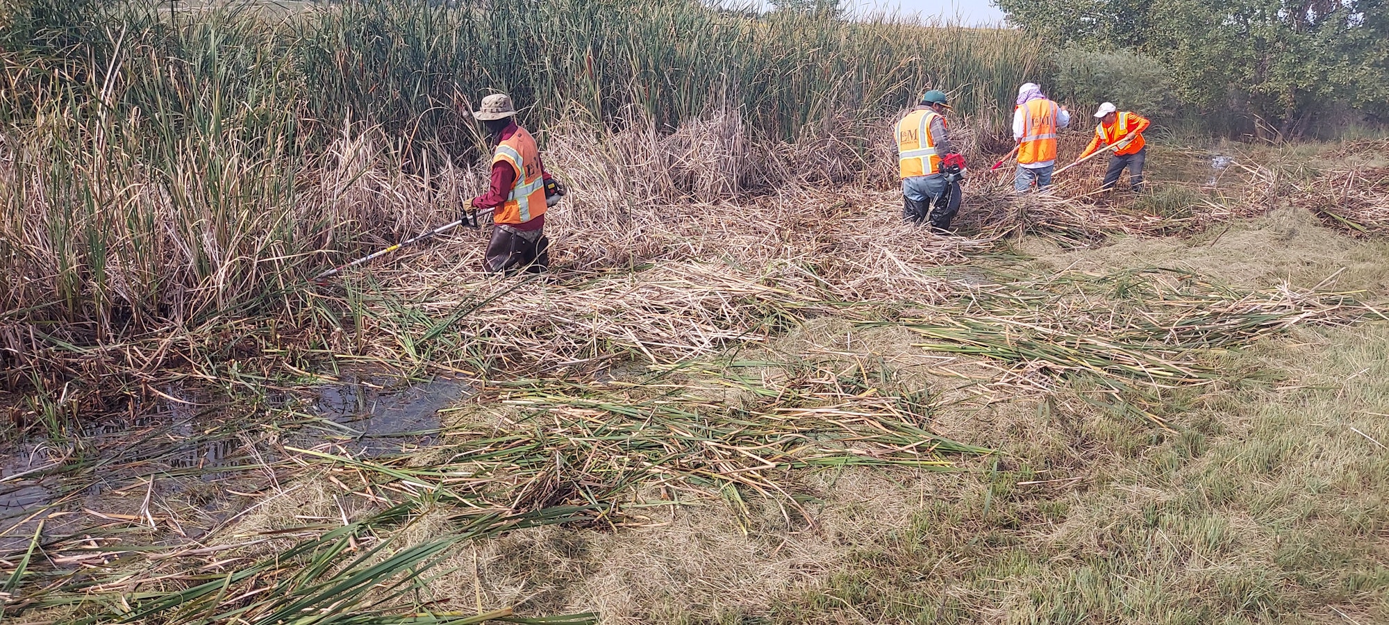 Workers in orange vests clear reeds with tools by a swampy area.