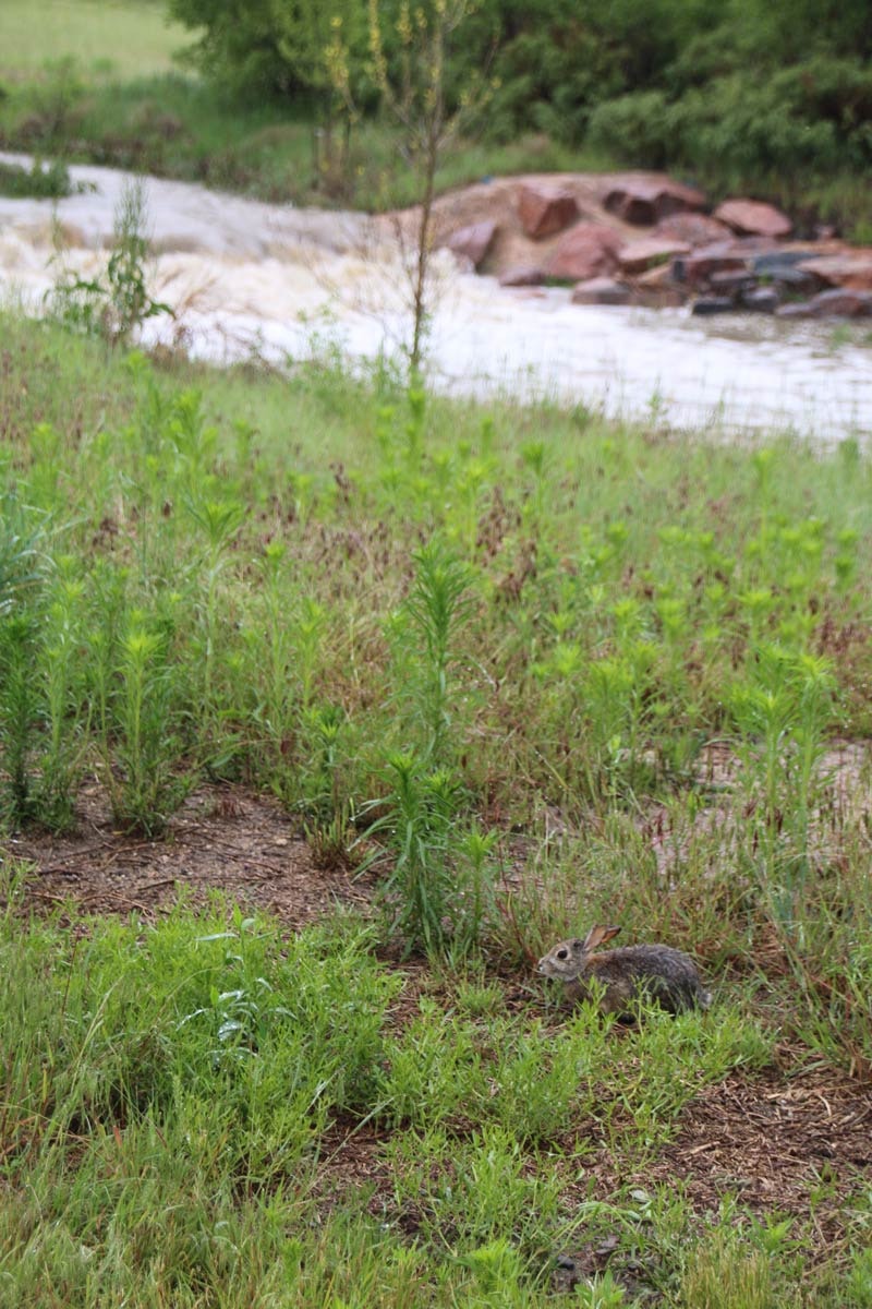 May contain: vegetation, plant, grass, herbal, herbs, and soil