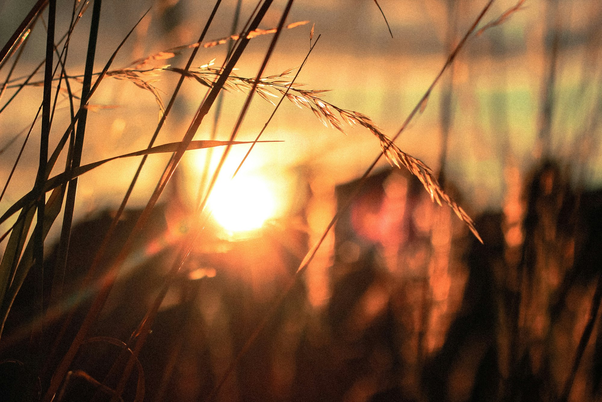Silhouetted grass with sunset sky background and soft focus.