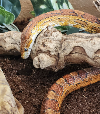 A corn snake coiled on a piece of driftwood, with earthy substrate and plants in the background.