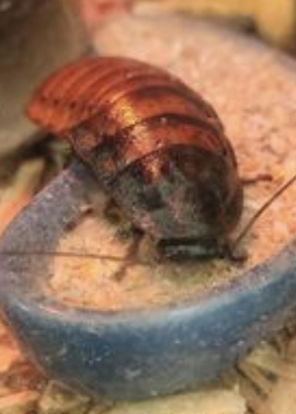Cockroach on a blue object with a grainy texture, possibly food or substrate.