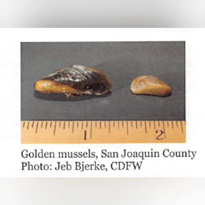 Two golden mussels next to a ruler for scale; one larger, one smaller.