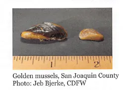 Two golden mussels next to a ruler for scale; one larger, one smaller.
