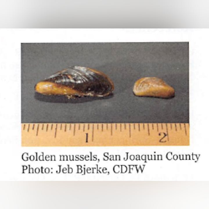 Two golden mussels next to a ruler for scale; one larger, one smaller.