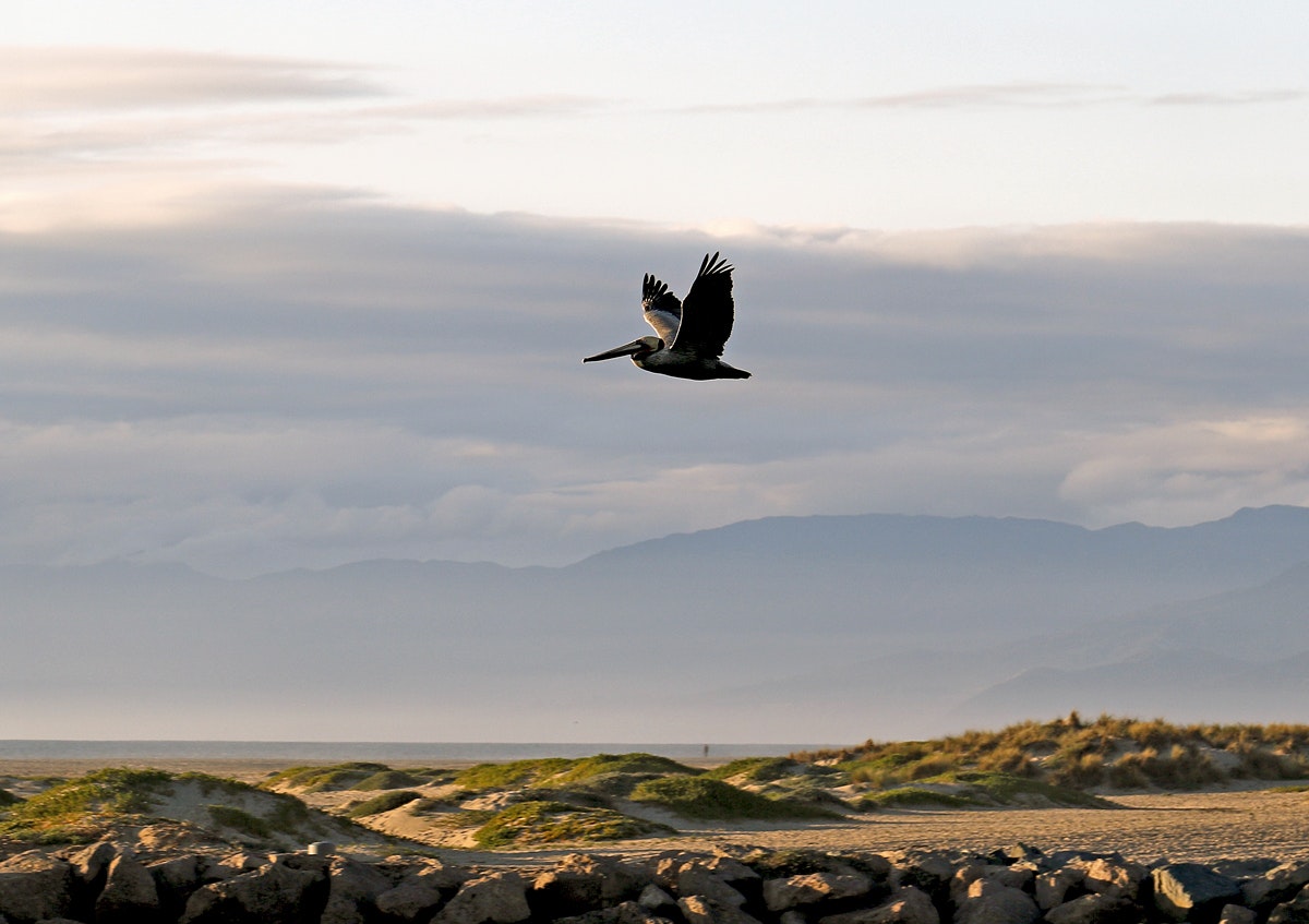 May contain: animal, bird, and flying