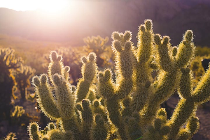 Cacti in a desert landscape with sunlight shining in the background.