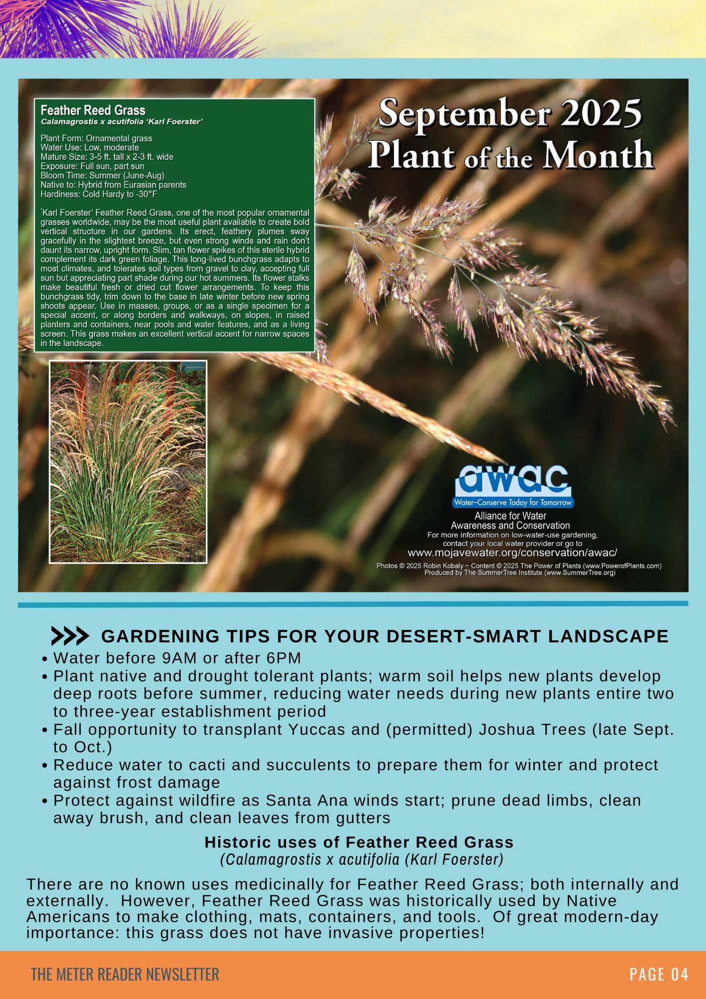 September 2025 Plant of the Month: Feather Reed Grass. Gardening tips for desert-smart landscapes included.