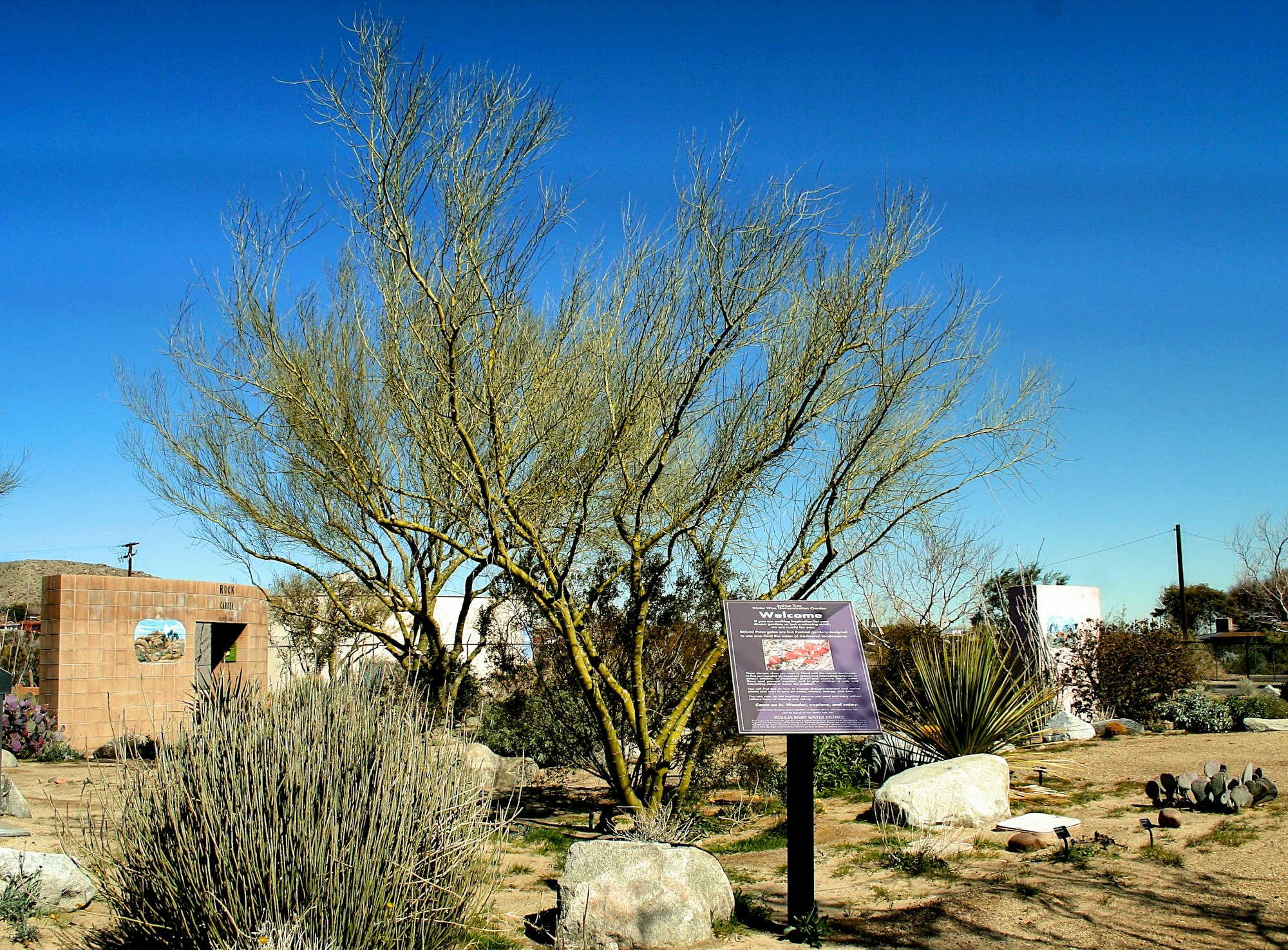 A landscape featuring a bare tree, desert plants, rocks, and an informational sign under a clear blue sky.