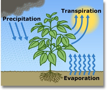 transpiration diagram