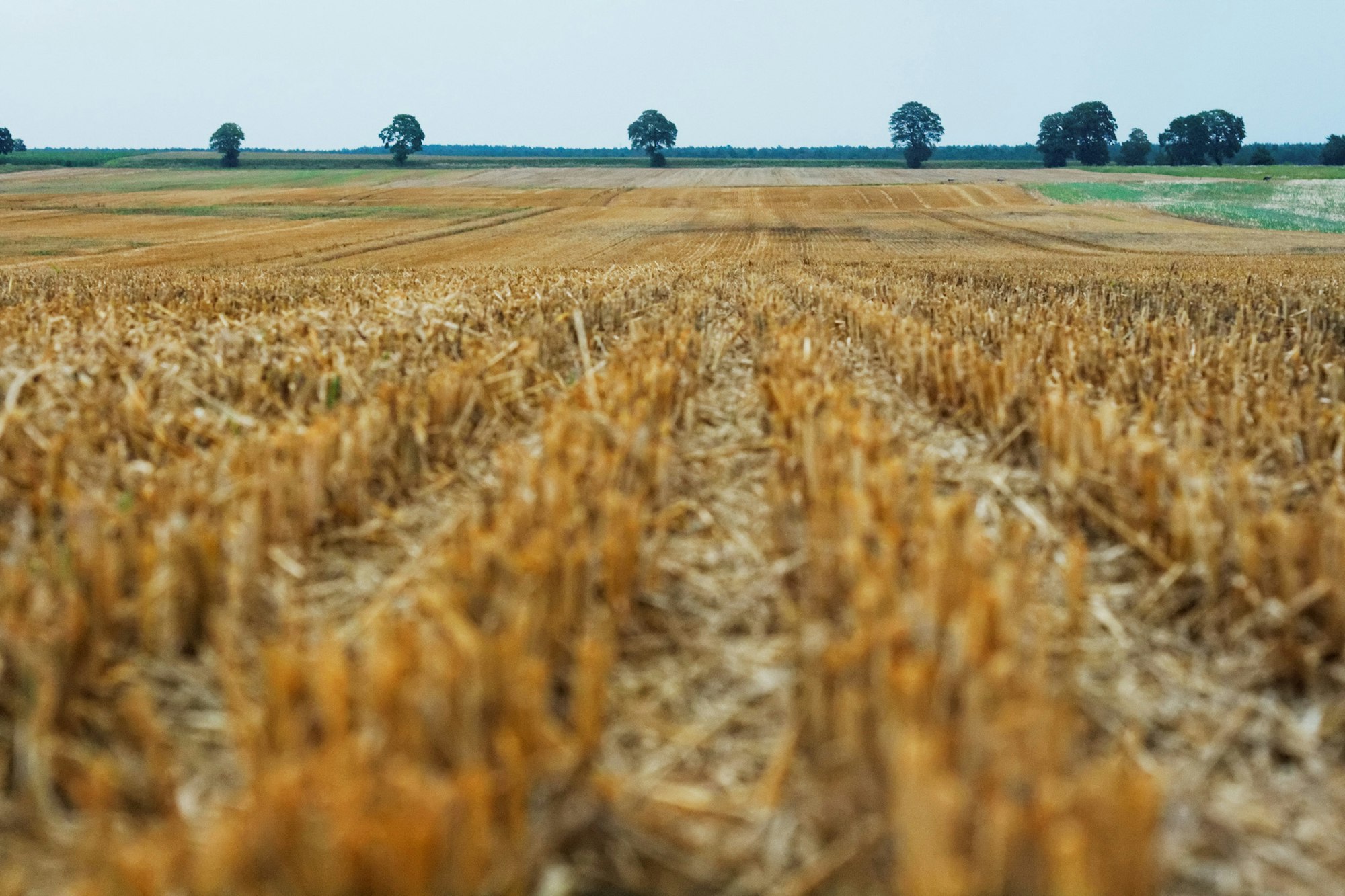 A vast field with cut straw, featuring rows leading to distant trees under a bright sky. Peaceful agricultural landscape.