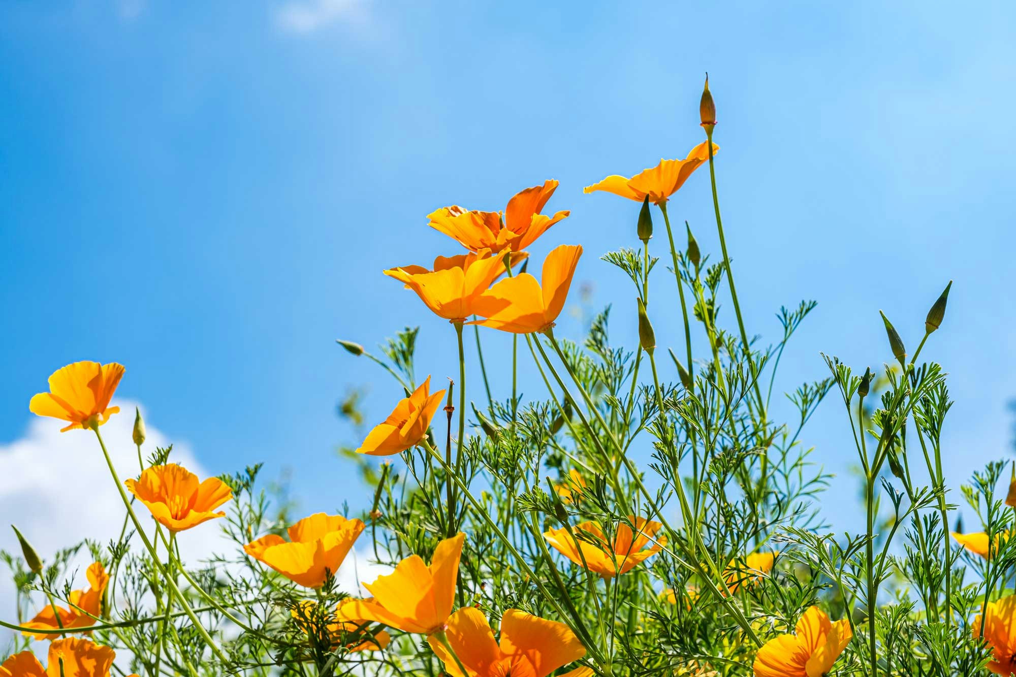 A vibrant bouquet of orange flowers against a bright blue sky, showcasing nature's beauty and warmth.