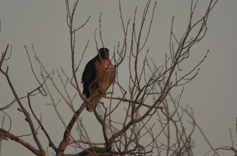 A bird of prey perched on leafless branches against a hazy sky.