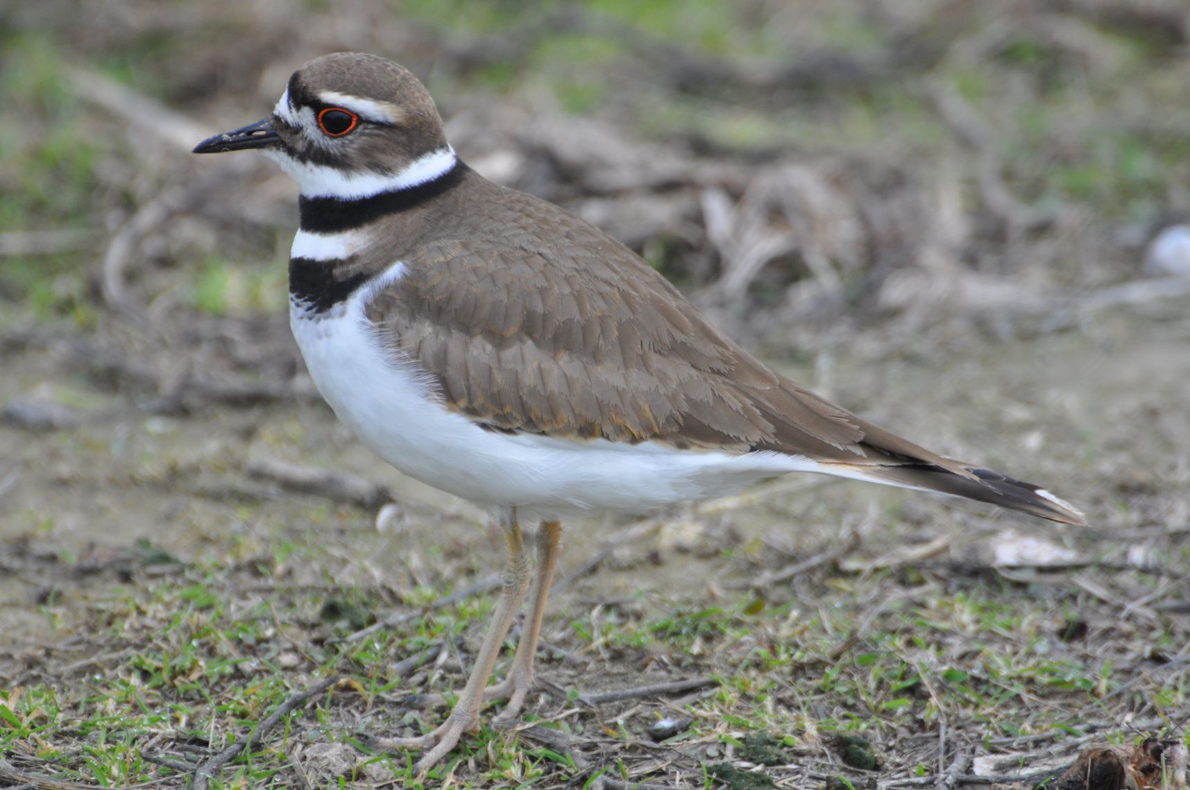 A Killdeer bird with brown and white plumage and distinctive black rings around the neck standing on grassy ground.