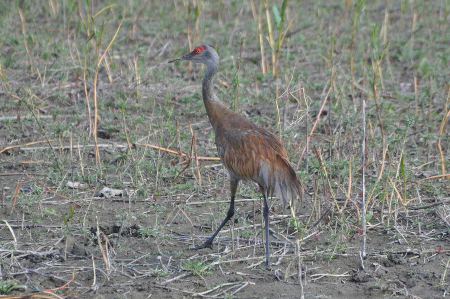 A sandhill crane stands in a grassy field.
