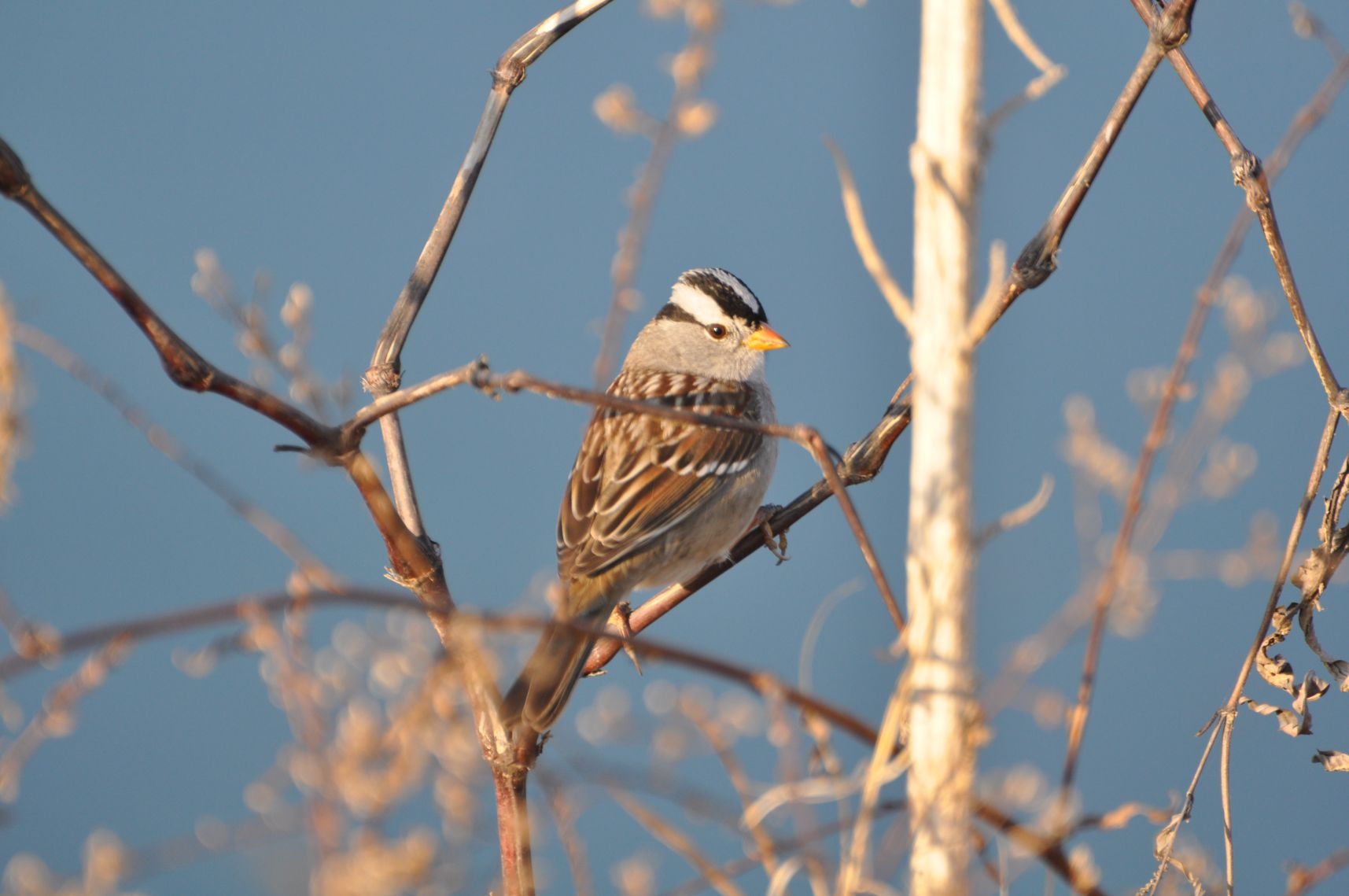 A bird perched on bare branches against a blue sky background.