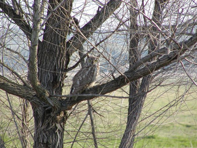 An owl perched on a bare tree branch with grassy background.