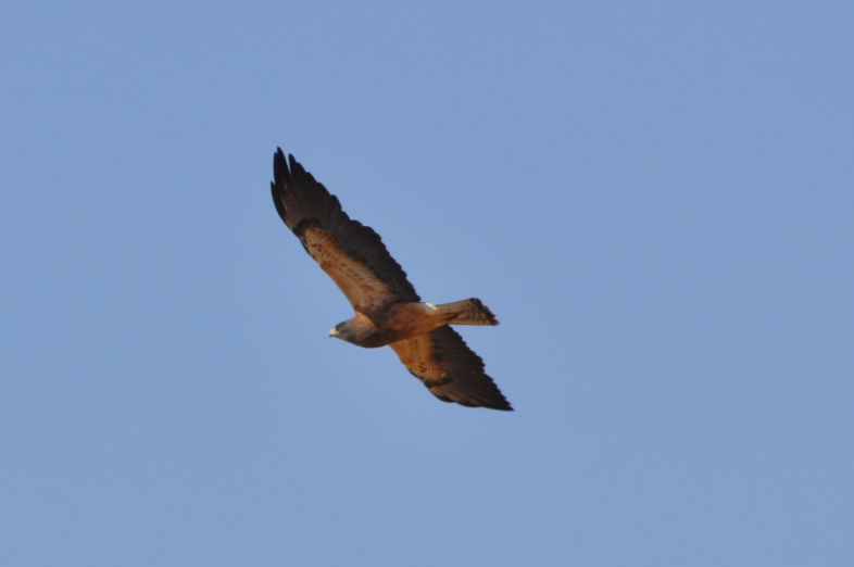 A bird of prey is soaring against a clear blue sky.