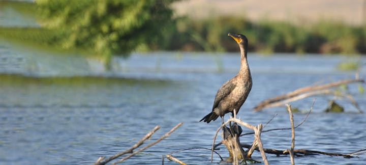 A cormorant perched on branches over a river with greenery in the background.
