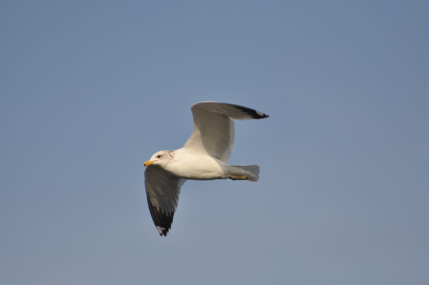A seagull flying against a clear blue sky.