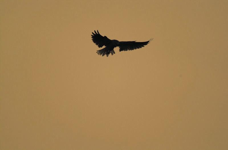A bird silhouetted against a golden sky.
