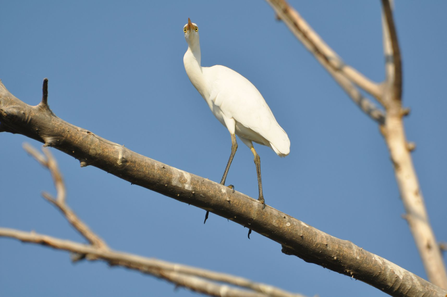 A white bird, possibly an egret, perched on a tree branch against a blue sky.