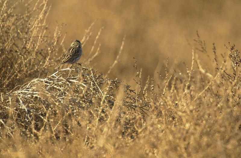 A bird perched atop dry vegetation in a golden-hued, grassy field.