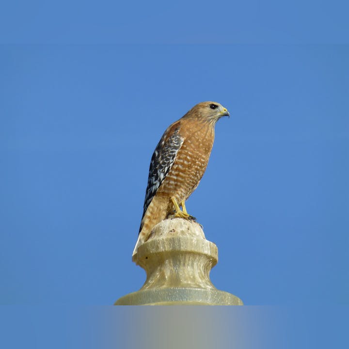 May contain: animal, bird, buzzard, hawk, and accipiter