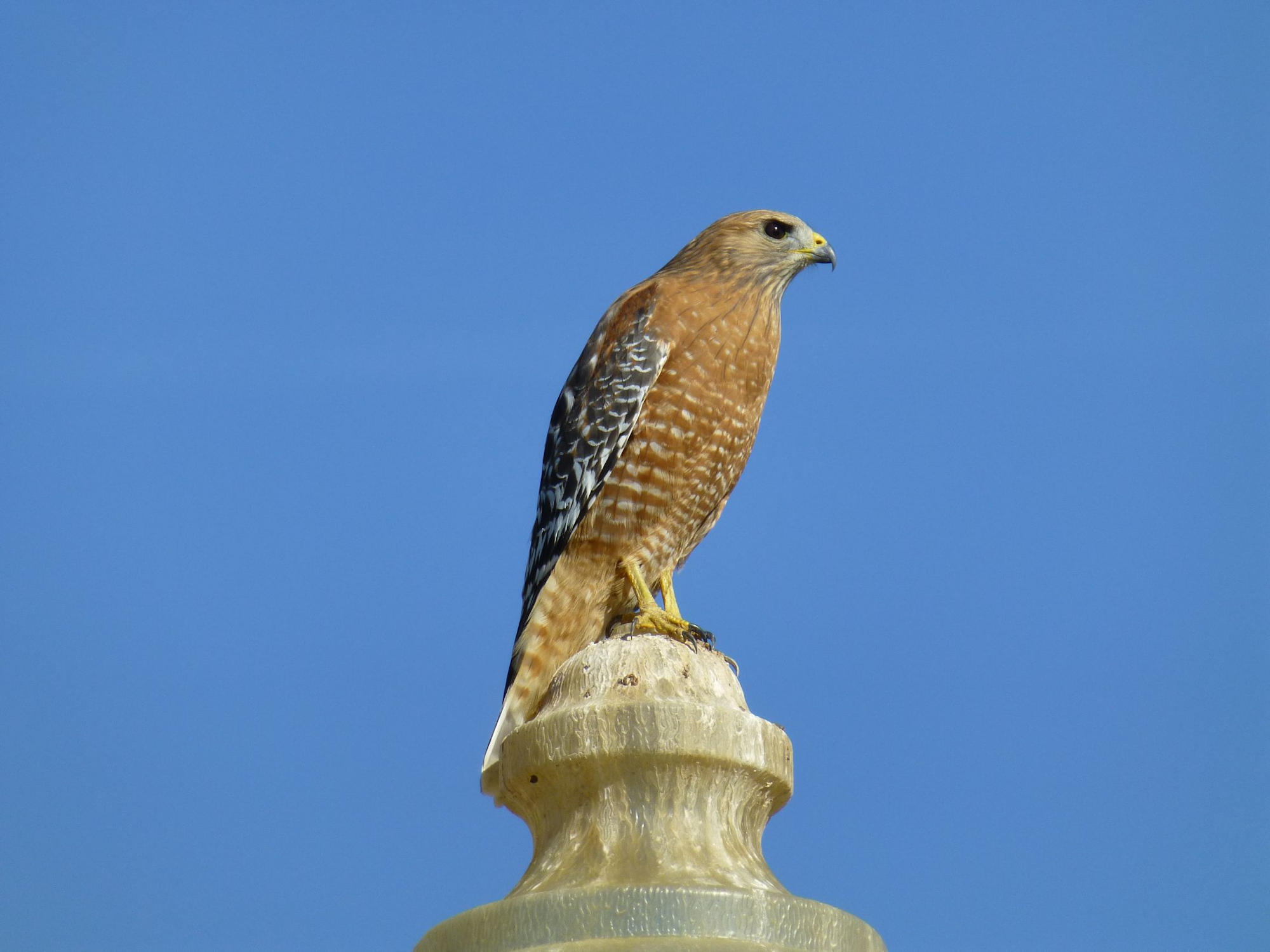 May contain: animal, bird, buzzard, hawk, and accipiter