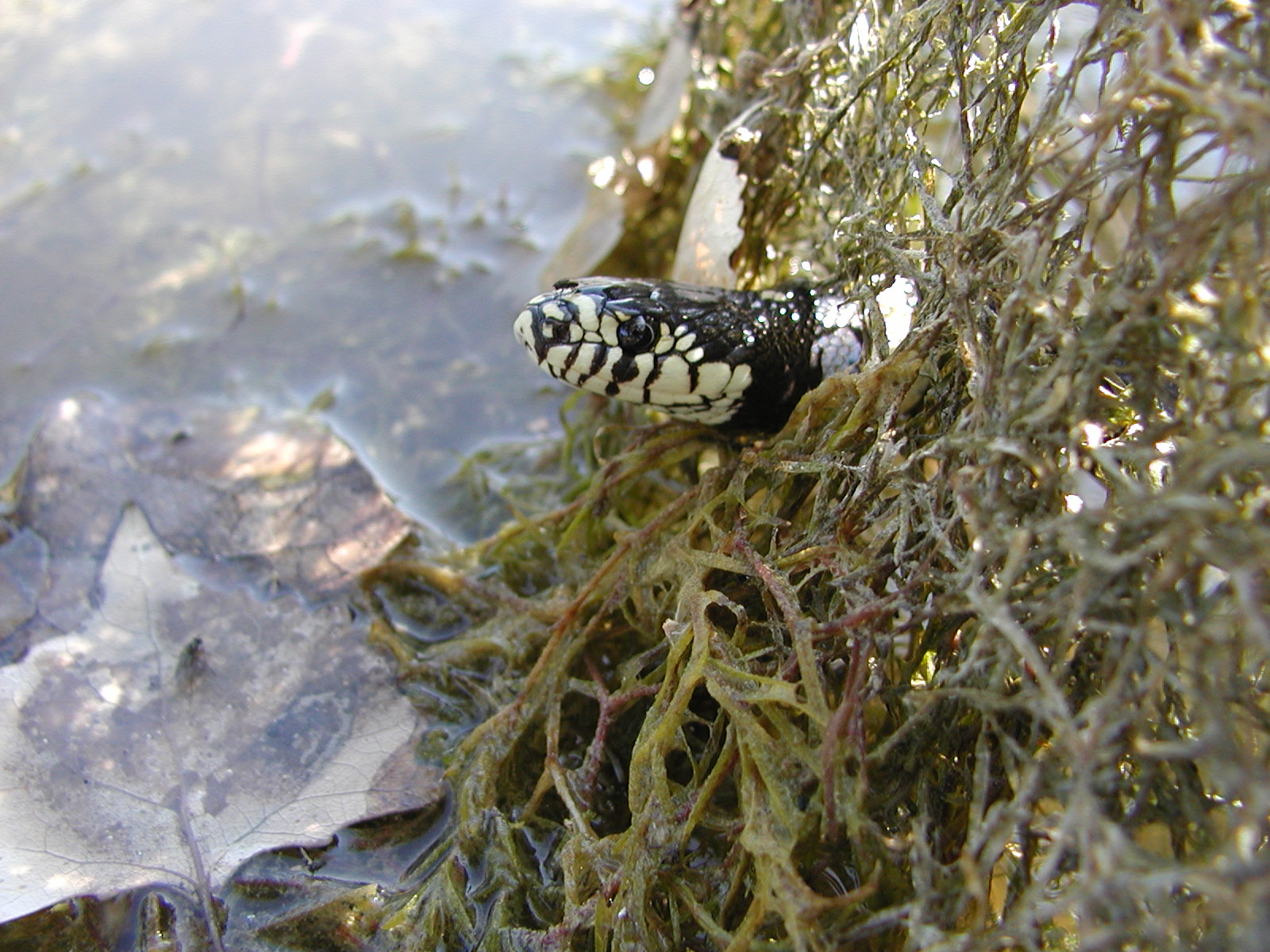 A snake peeking through aquatic plants with a leaf submerged in water.