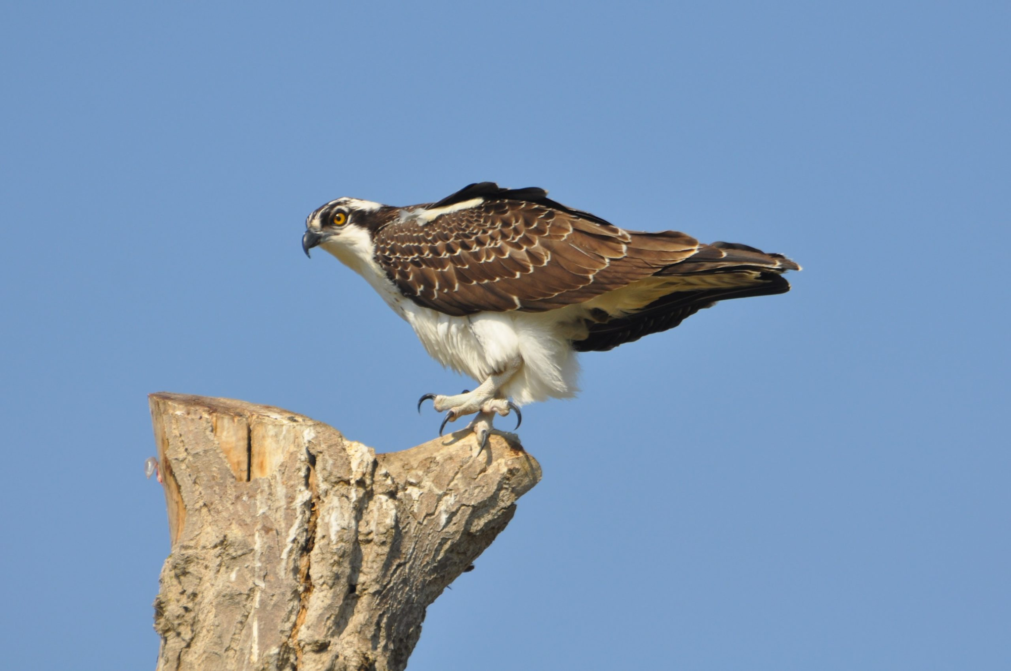An osprey perched atop a tree stump against a clear blue sky.