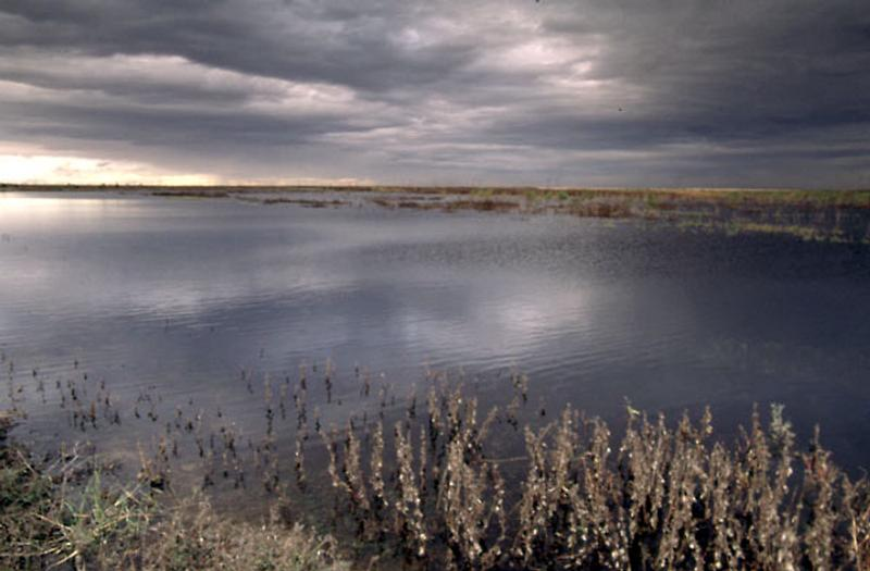 A tranquil lake under a stormy sky, with dried plants in the foreground.