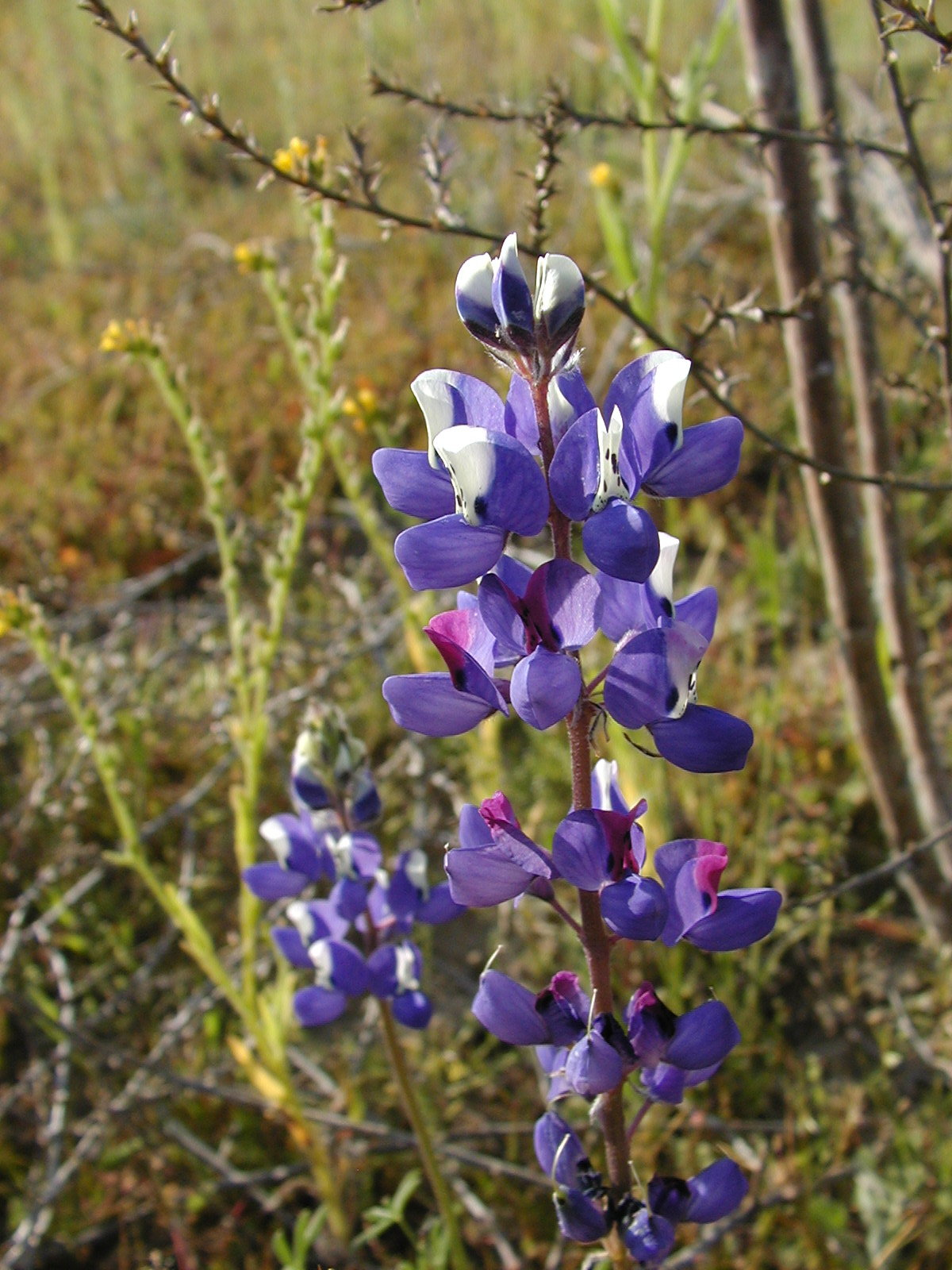 May contain: flower, lupin, plant, purple, petal, and iris