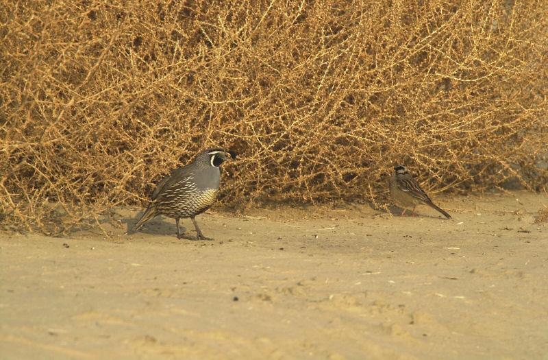 Two birds, likely quails, in a sandy area with scrubby vegetation in the background.