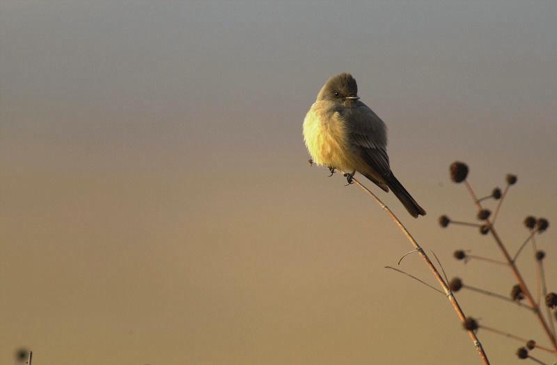 A bird perched on a twig at sunrise or sunset, with a soft gradient sky in the background.