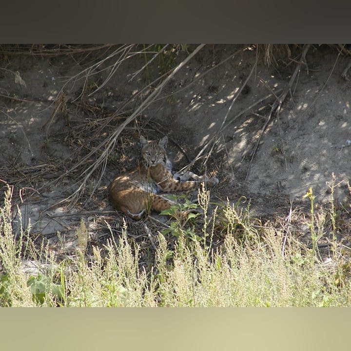 A bobcat resting in a shaded natural area with grass and shrubs.