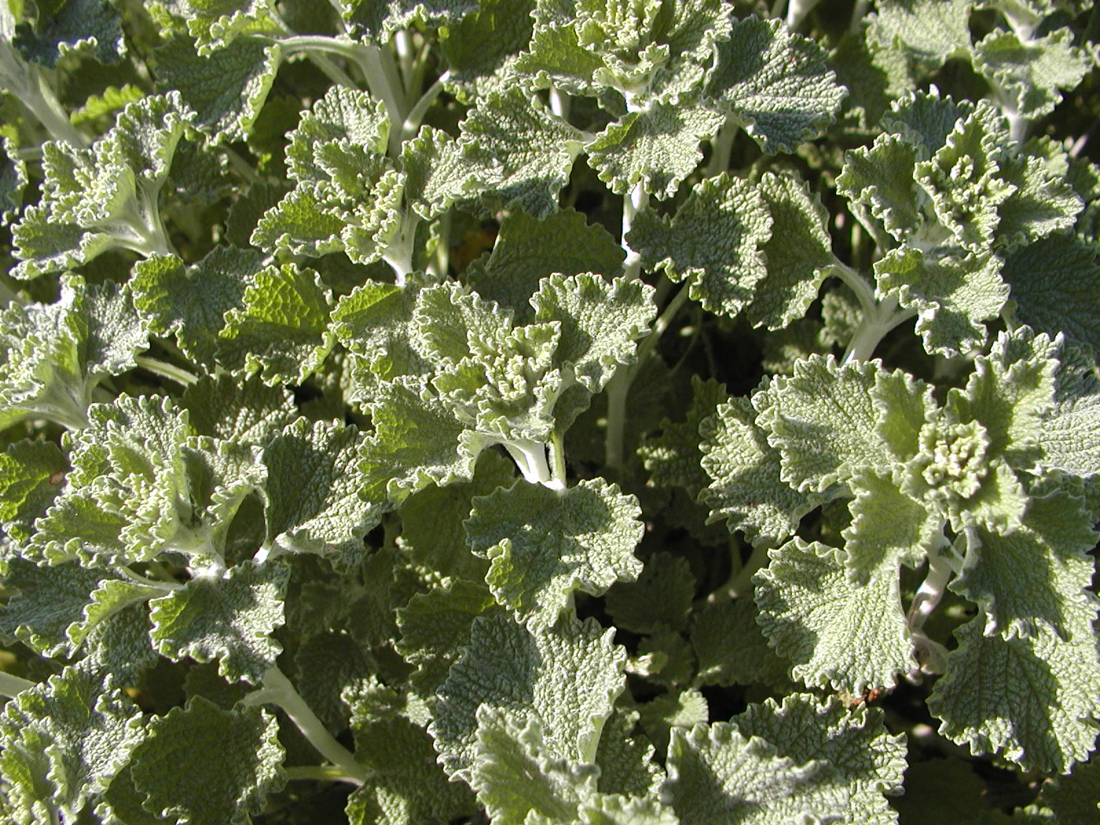 Green, textured leaves of a plant, possibly a herb, in sunlight.