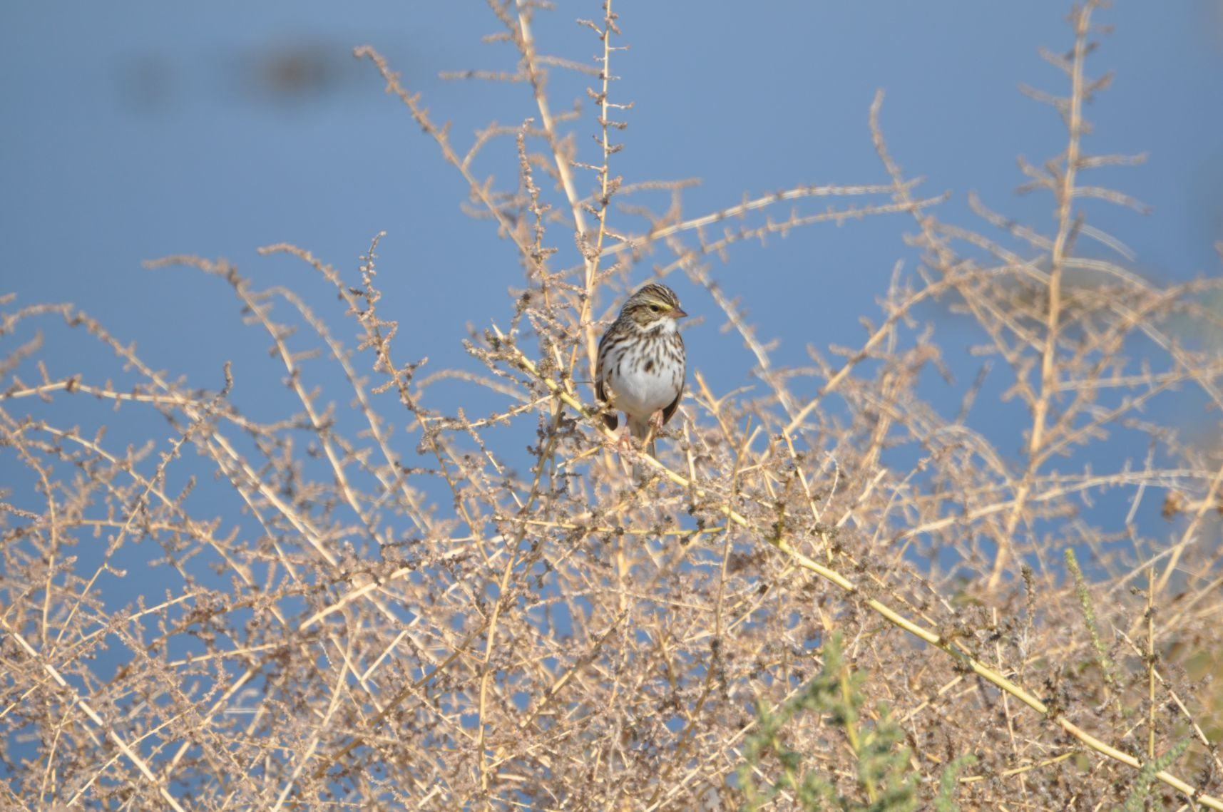 A bird perched on dry branches against a blue sky backdrop.