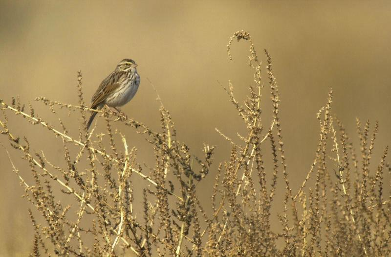Bird perched on dry plants with a soft-focus, golden-hued background.