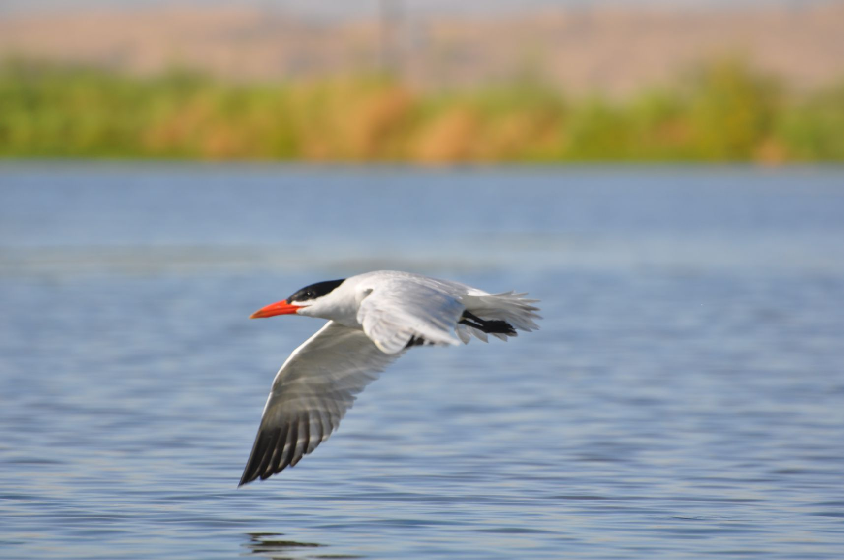A seagull in flight above the water.