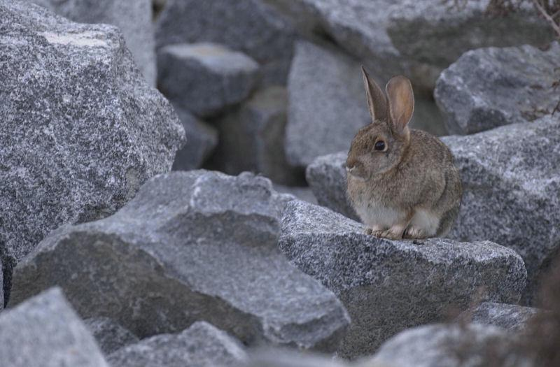 A rabbit sitting among grey rocks.
